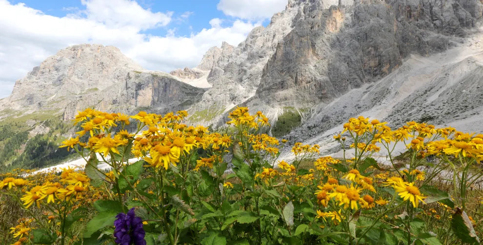 Arnica flower health benefits