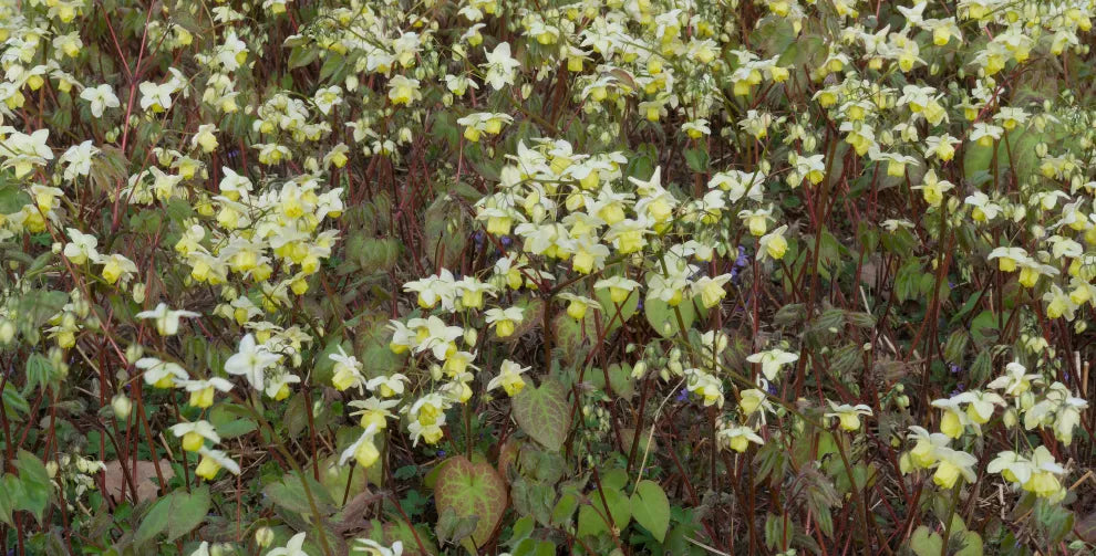 When To Take Horny Goat Weed