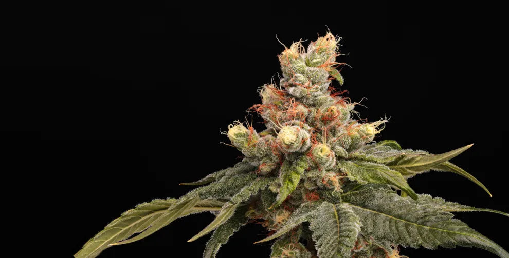 Gelato weed strain: Full information