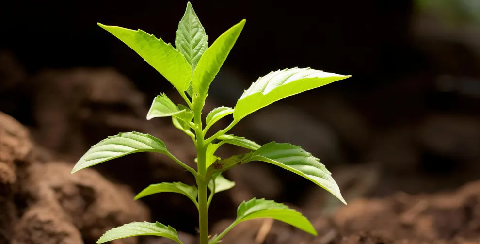 Guayusa: Benefits and Facts According to Research Sunmed CBD Guayusa: Benefits and Facts According to Research Sunmed CBD