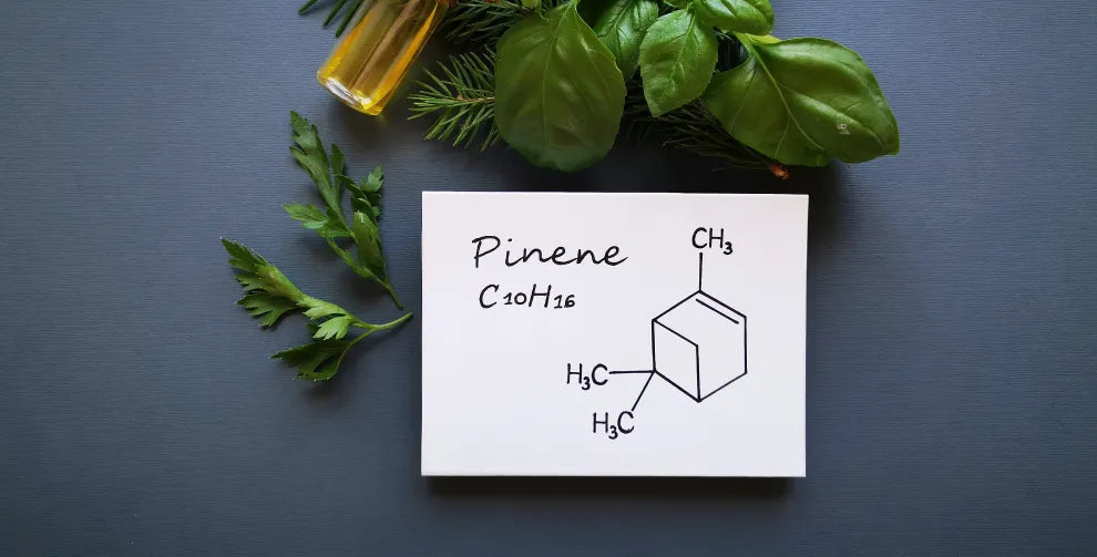 Pinene Terpene Effects: Mental and Physical