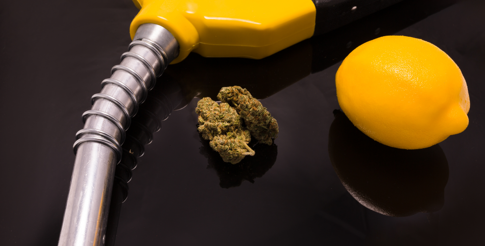 Is Sour Diesel indica or sativa? Strain information