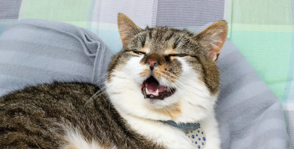 Seasonal Allergies in Cats and How To Help