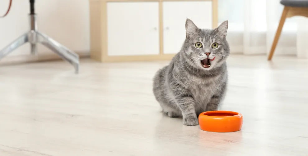 How Long Does it Take a Cat To Digest Food?