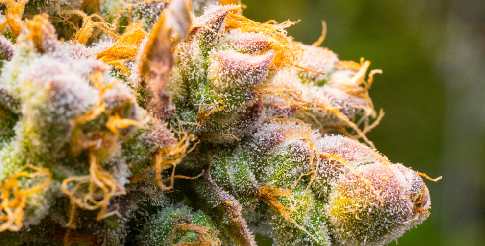 Is Cherry Pie Strain Indica or Sativa? Strain Information – Sunmed CBD