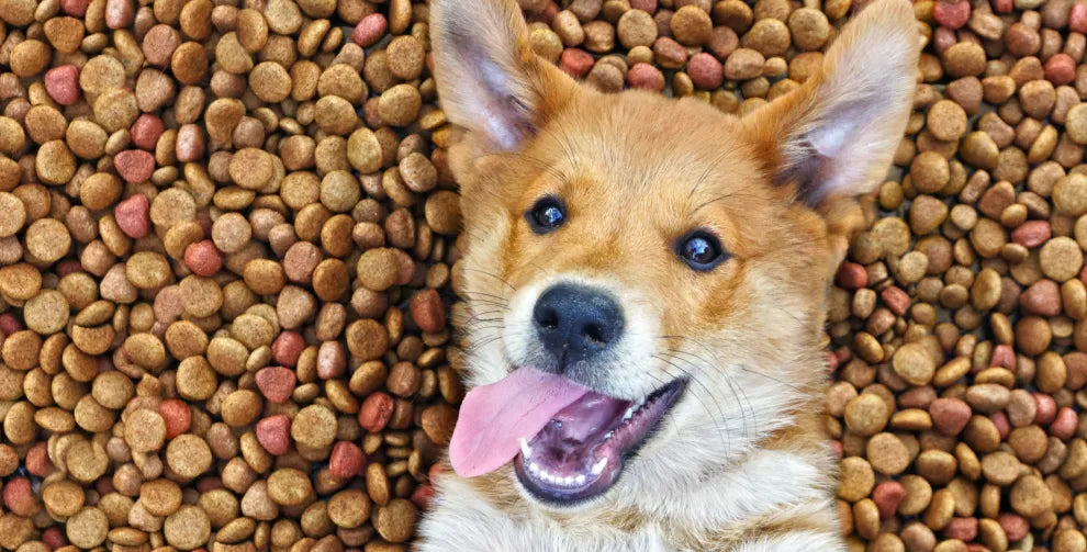 Digestive Issues in Dogs: Causes and How To Help