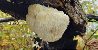 What are mushroom gummies? 8 surprising benefits