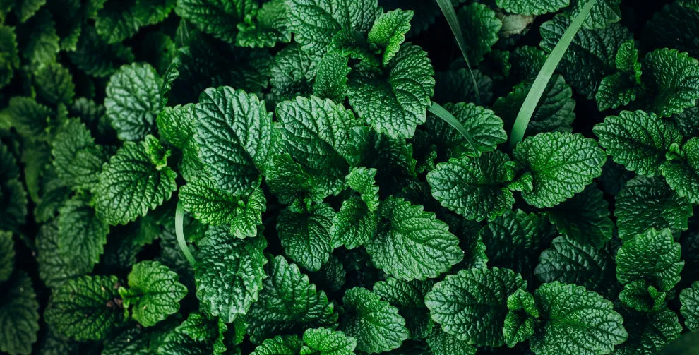 8 Health Benefits of Peppermint