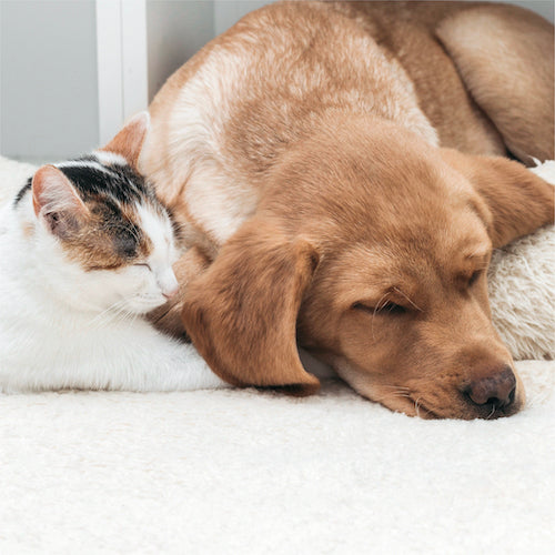 pets sleeping