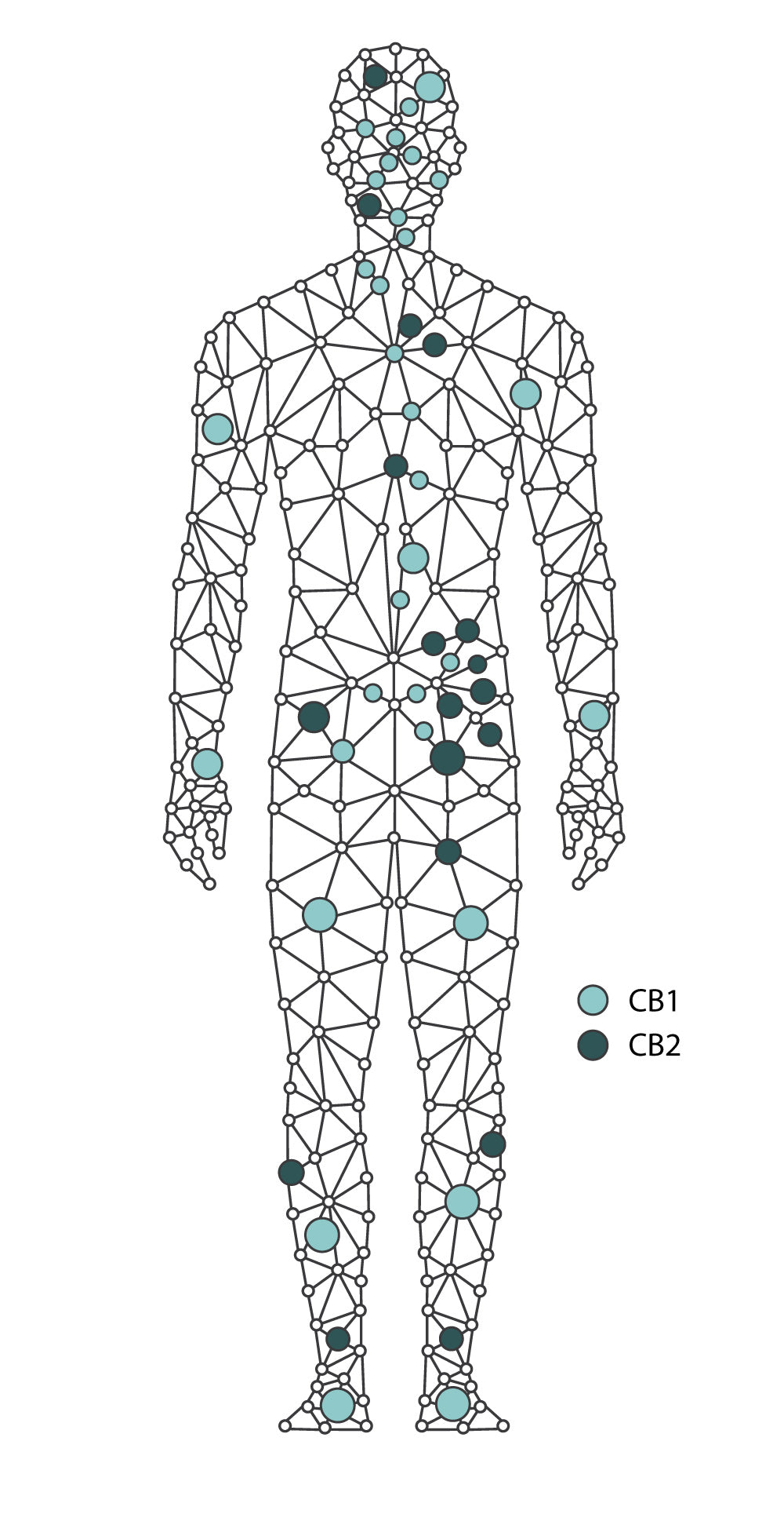 Diagram of a human body com...