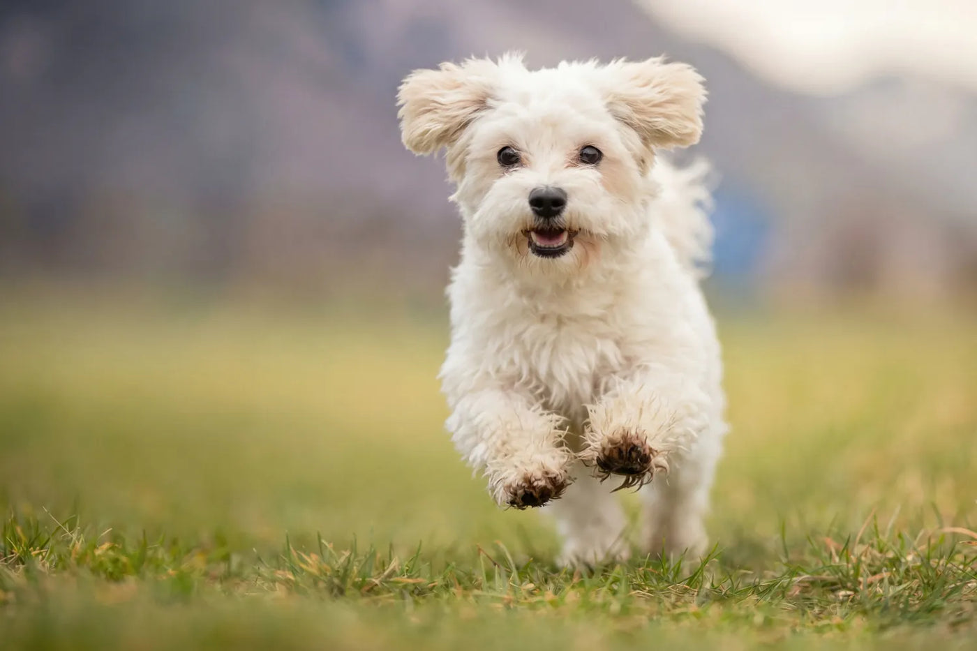 Is CBD Safe for Dogs? What Pet Owners Should Know