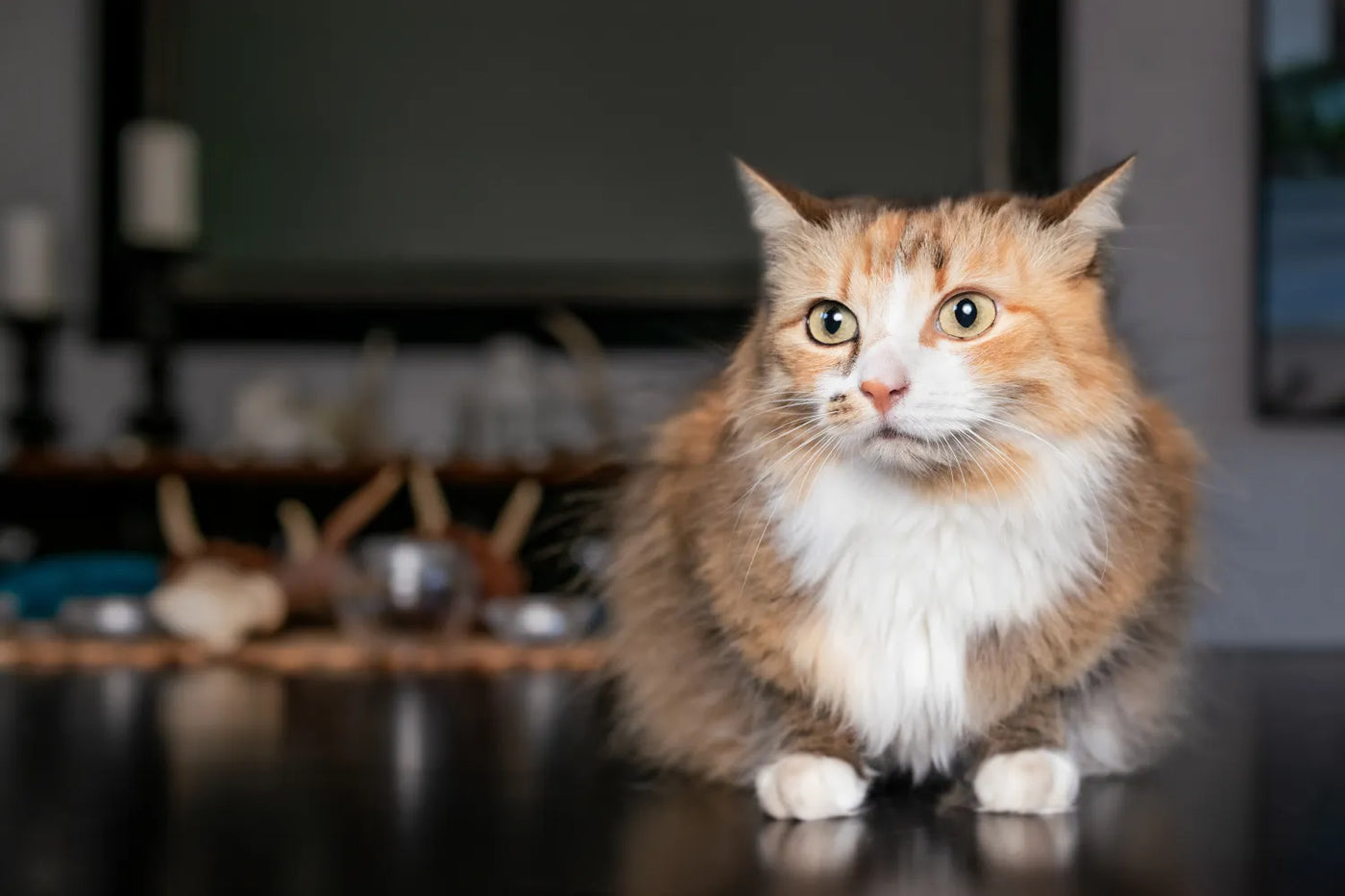 How To Calm an Anxious Cat Down
