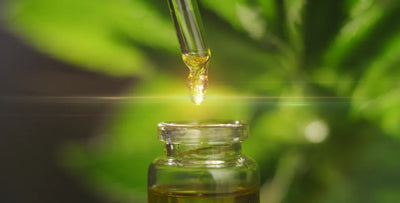 Does CBD oil go bad? How to store it safely