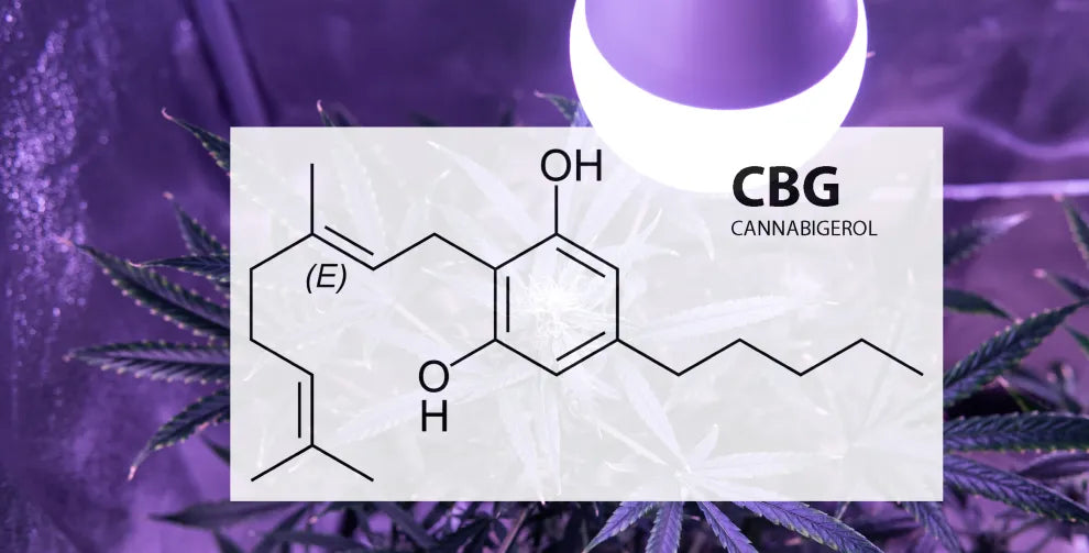 CBC vs. CBG: Overview and How To Choose