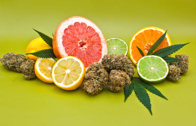 Cannabis terpenes: What they are & how they work