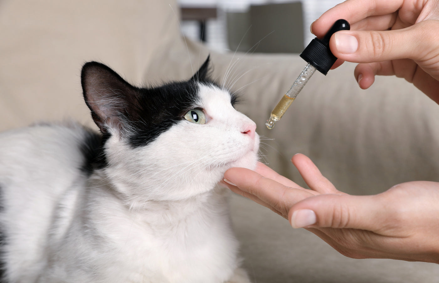 Discover how a hemp supplement can benefit your feline friend, and how many milligrams to give them.