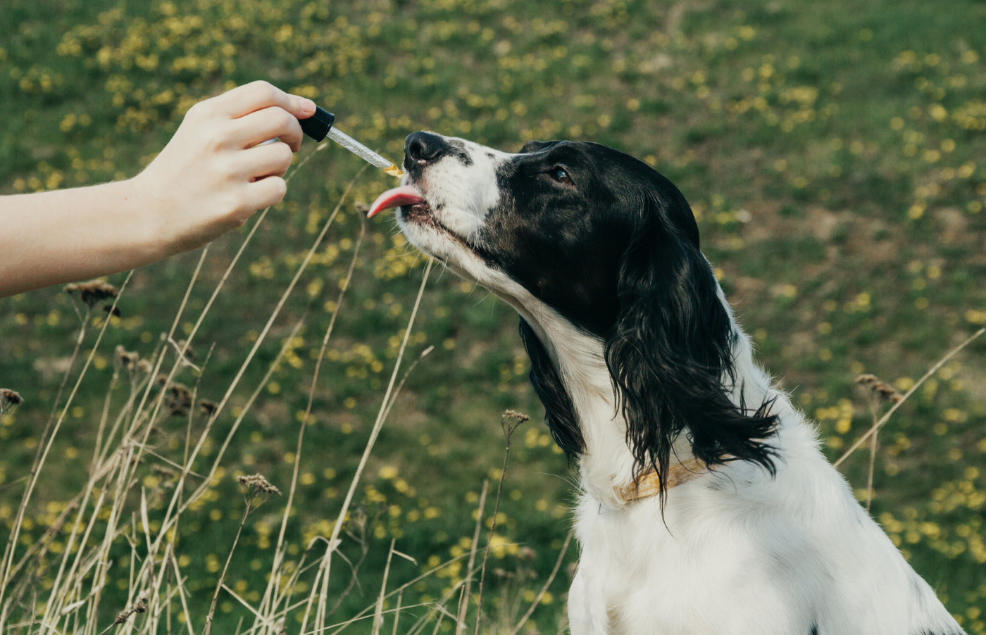 How much CBD should you give your dog?
