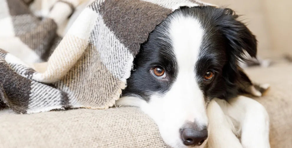 https://getsunmed.com/cdn/shop/articles/Dog_Hiding.webp?v=1729785585