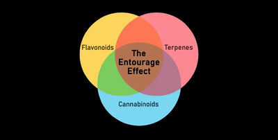 Entourage Effect: Definition and How It Works
