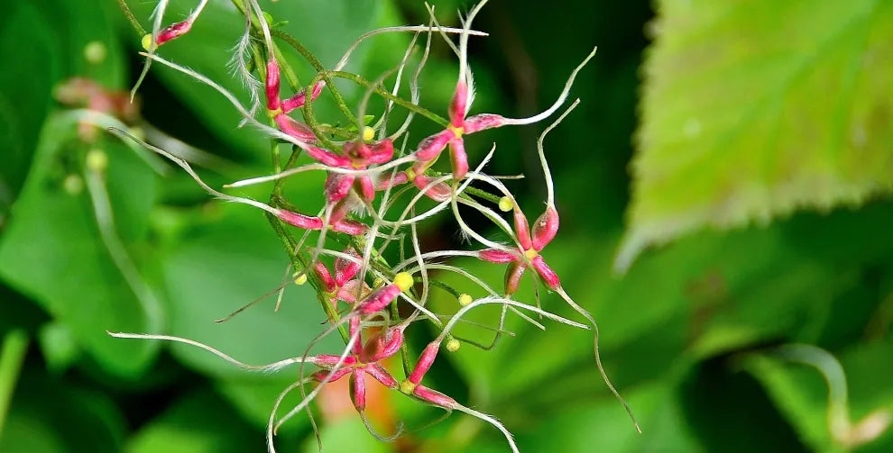 How Fast Does Horny Goat Weed Work?