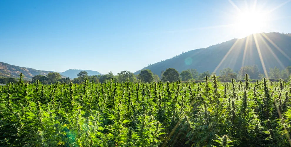 Hemp vs. marijuana: What is the distinction? THC levels and more