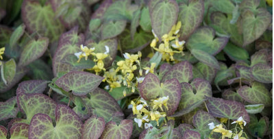 Horny Goat Weed Increase Testosterone? Facts for Men
