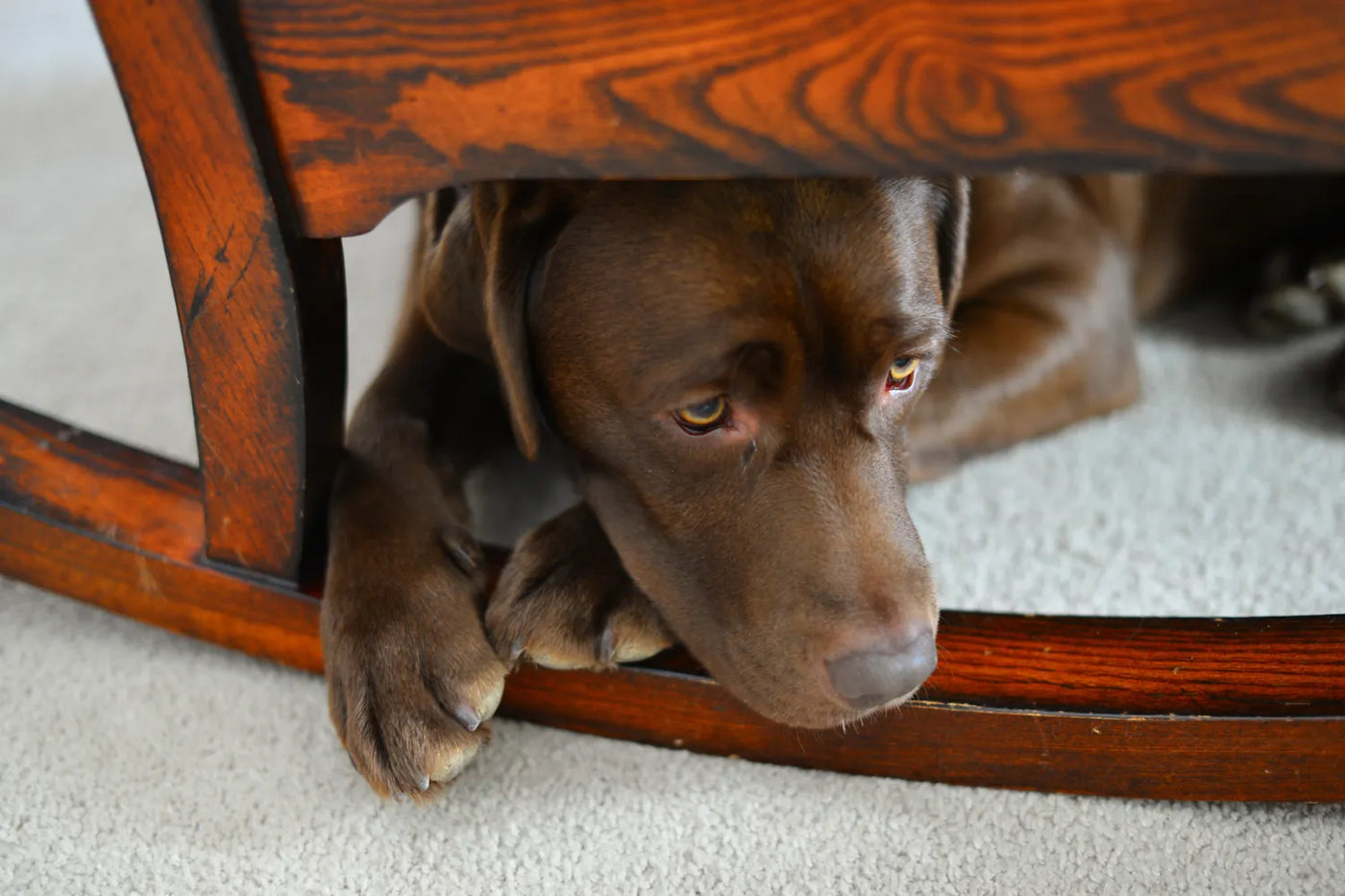 How To Calm an Anxious Dog