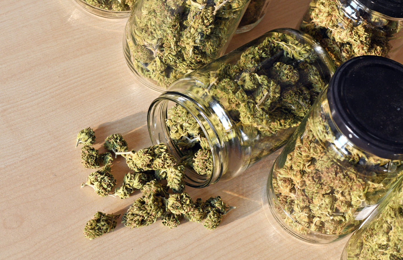 Indica vs. sativa vs. hybrid: understanding the differences