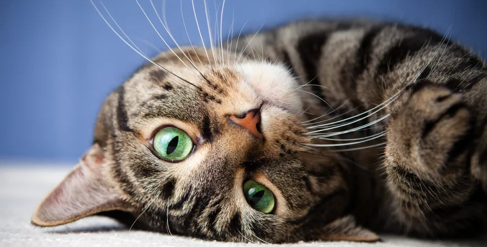Is CBD Safe for Cats? What Pet Owners Should Know