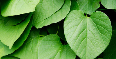 Every Kava Strain To Know