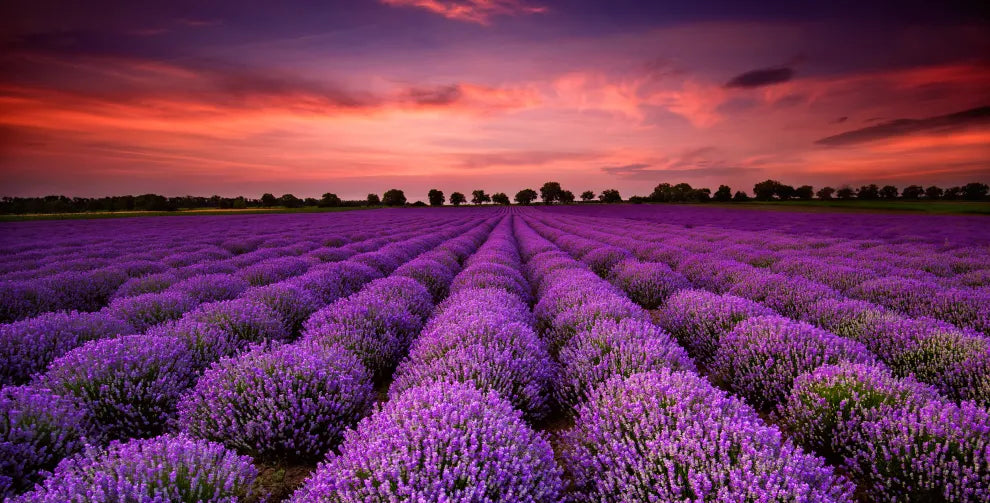 What Are the Health Benefits of Lavender?