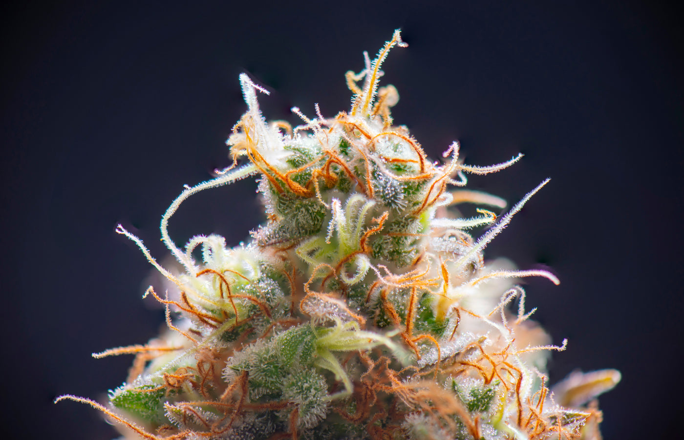Learn about Cannabis sativa, including its effects, uses, and how it compares to indica.