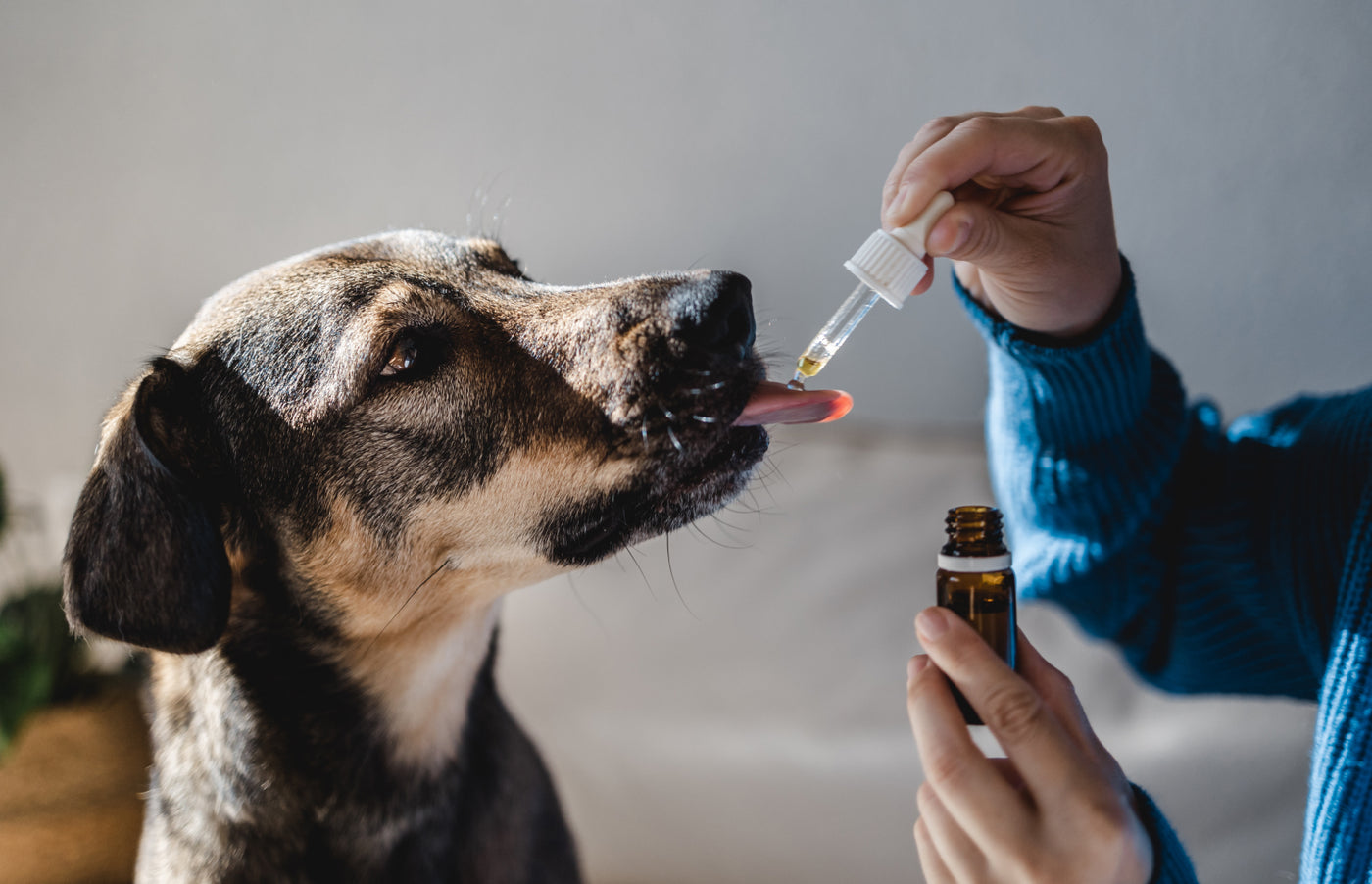 Learn how and why CBD may be able to benefit your furry friend.