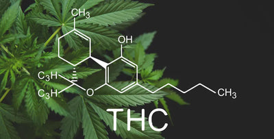 THC vs. THCa: What are the differences and benefits?