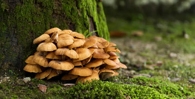 What are functional mushrooms?