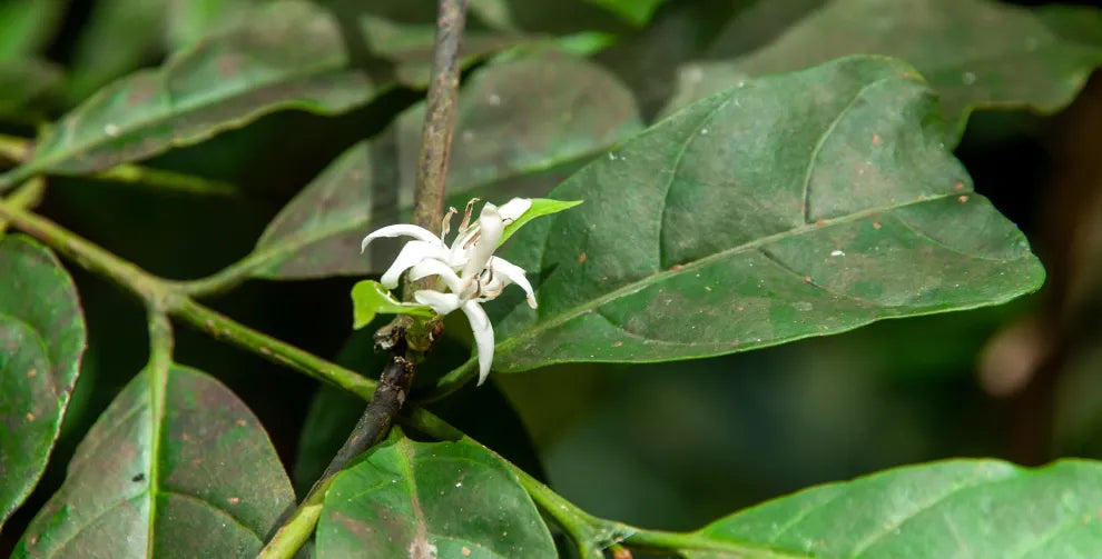 Muira puama benefits, side effects and more