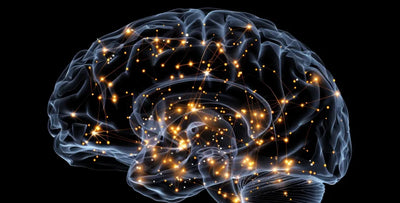 Neuroplasticity After Stroke: How the Brain Recovers