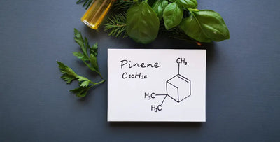Pinene Terpene Effects: Mental and Physical