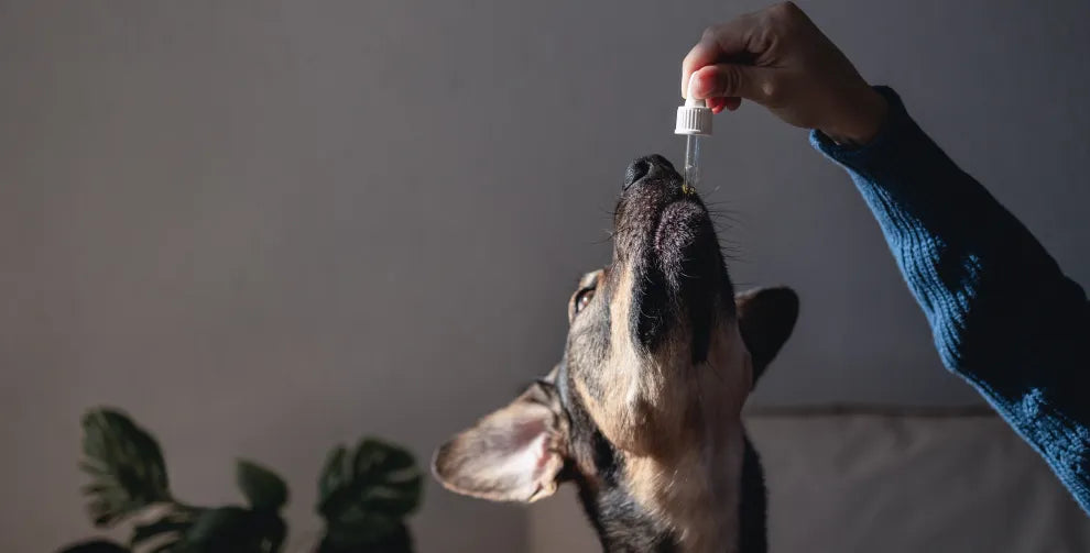 A pet dog taking his CBD Oil in a Pet dog licking his cbd oil through a dropper given by his owner 