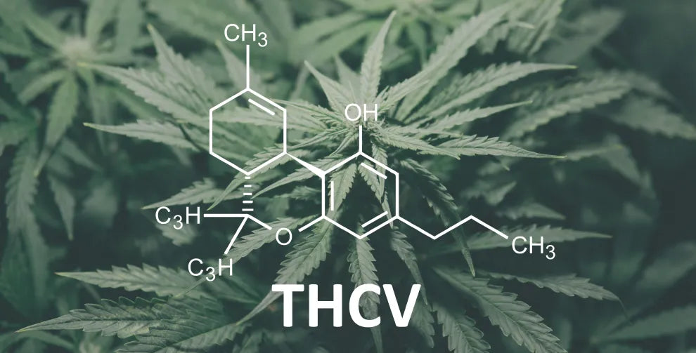 THCV vs THC: Origins, Structure, Comparison, and More