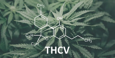 What Is THCV Good For? A Guide to Effects