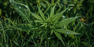 THC to CBN: The Chemical Process and Effects