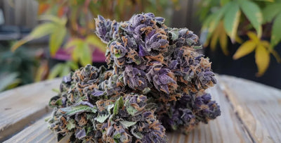 The top 4 purple indica strains and the science of anthocyanins
