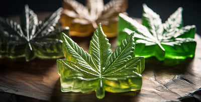 Tincture vs. edible: Which is right for you?