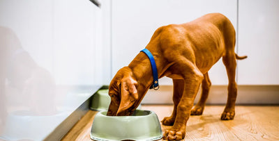 How long does it take a dog to digest food?