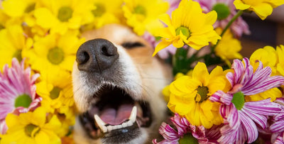 7 dog seasonal allergy symptoms to watch for
