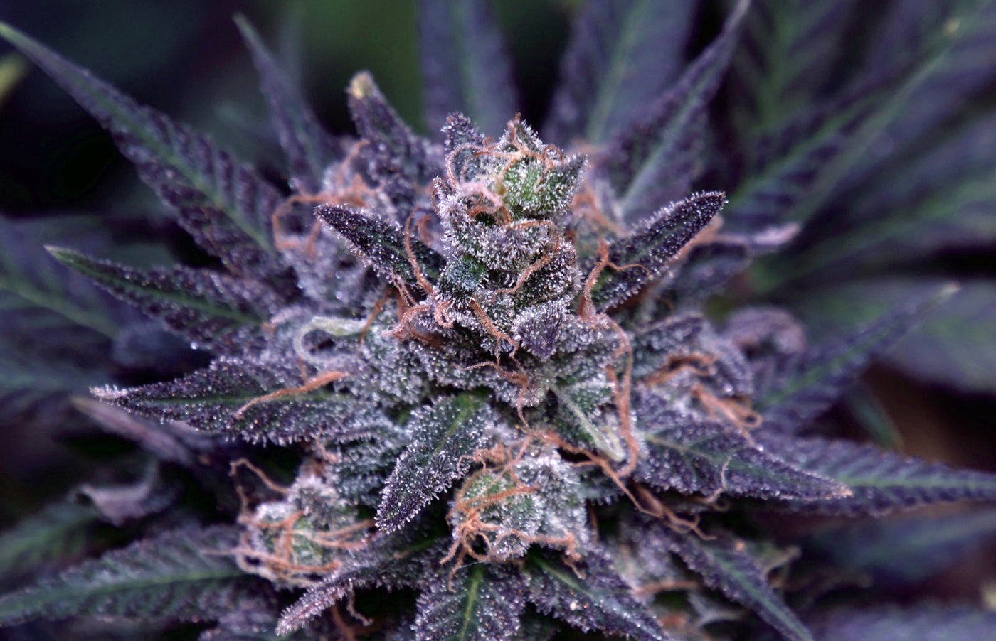 What are the strongest and most potent indica strains?