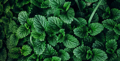 8 health benefits of peppermint