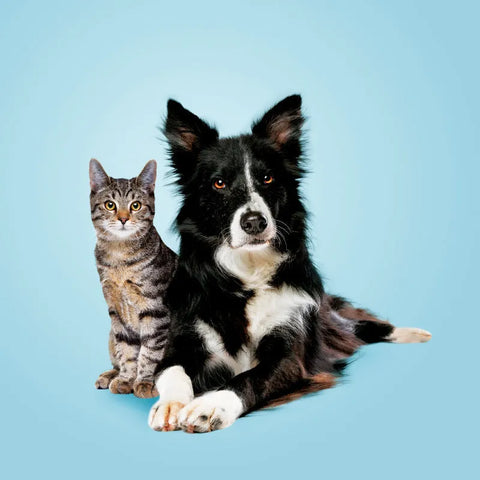 CBD for Pets