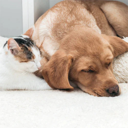 pets sleeping